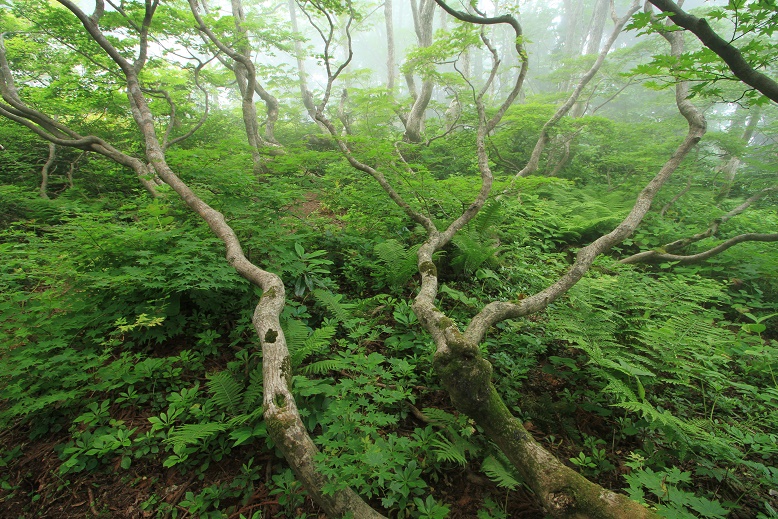 霧中の森２