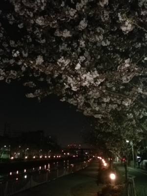 夜桜01