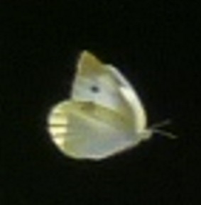 蝶１２
