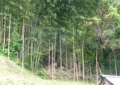 田舎の竹