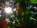 シロシタホタルガの幼虫