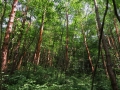 赤松の林