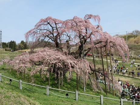 滝桜７