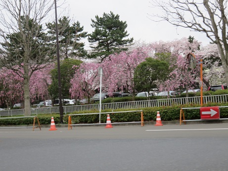 仙台の桜２