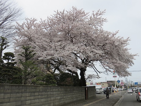 仙台の桜３
