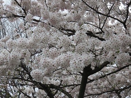 仙台の桜４
