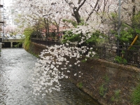 DSCN6734_201504051742070b2.jpg