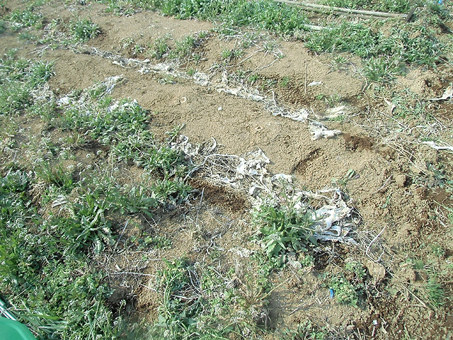 草ぼうぼうの畑