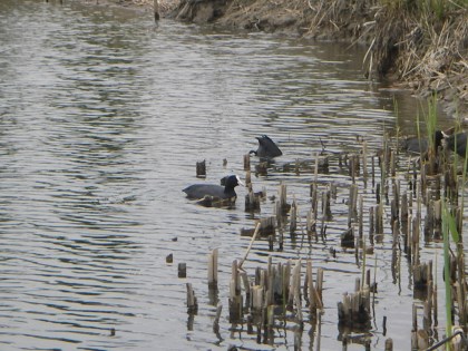 高須賀池の水鳥