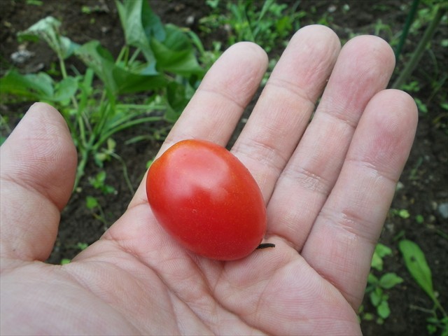 トマト-2
