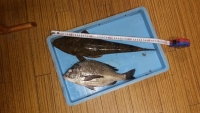 魚太郎193008