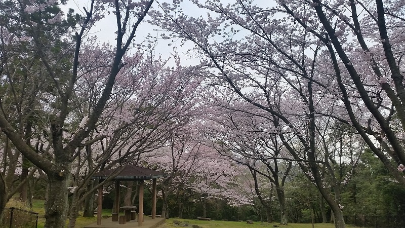 桜３