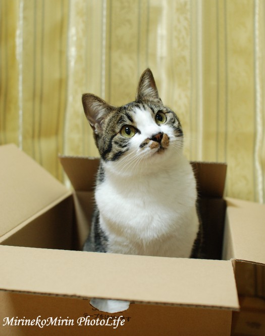 20150208箱猫ココ1
