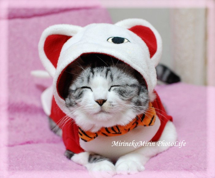 20091208福猫にまにまミリン