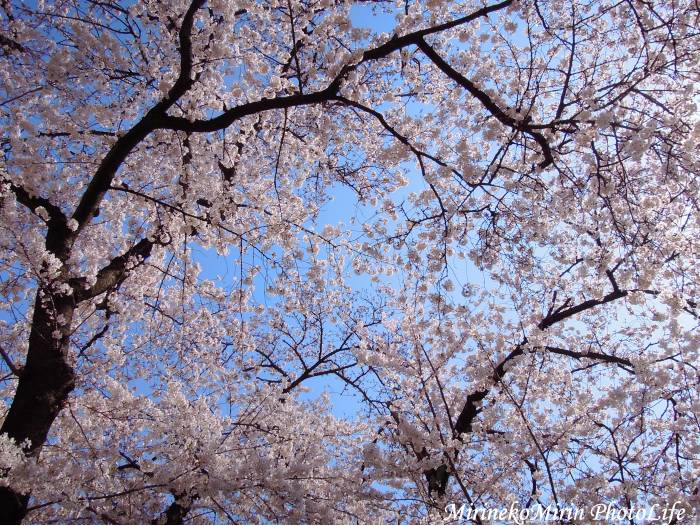 20150330公園の桜
