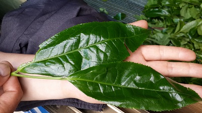 生プーアル茶-大葉種