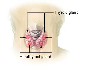 pub_wiki_Illu_thyroid_parathyroid.jpg