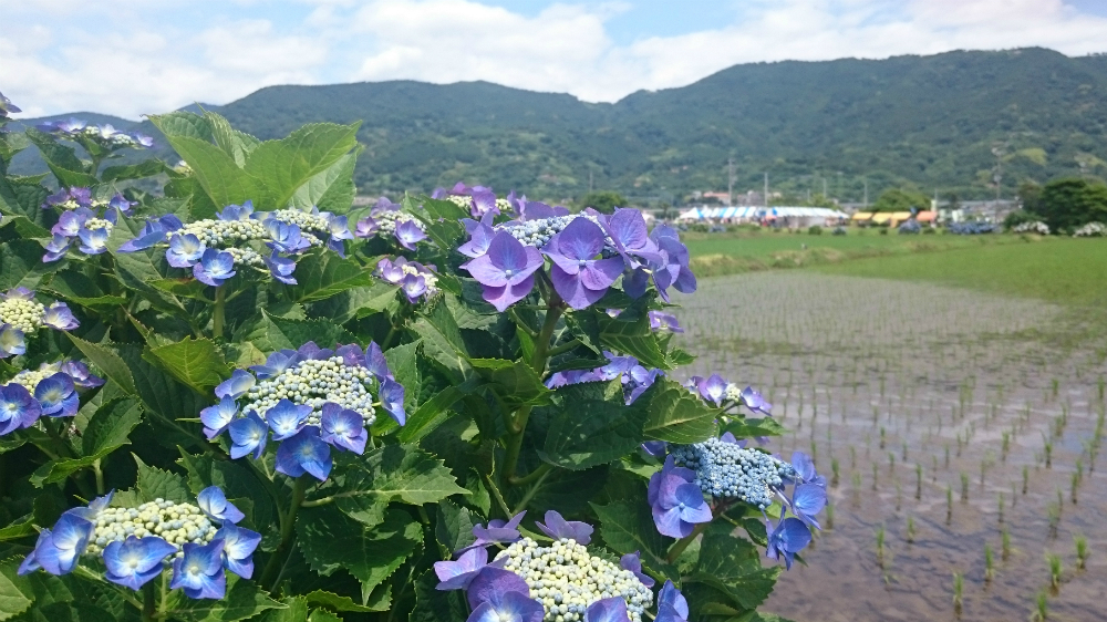 田んぼと紫陽花