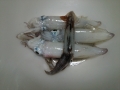 獲物たち