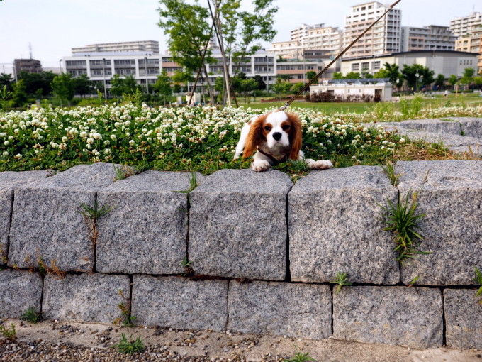 blog_P5171249.jpg