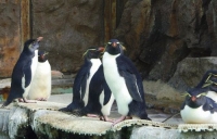 マリンピア松島水族館4ペンギンランド