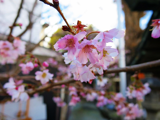 冬咲く桜