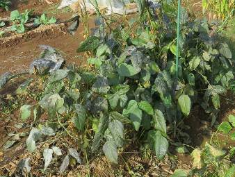 小粒黒豆11月菜園