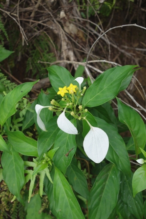黄色の花・白い葉 DSC05688