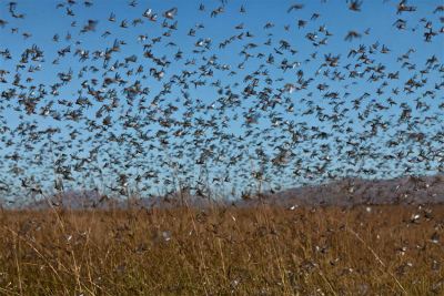 locust-swarmロシア、アストラハン地域でイナゴの大群
