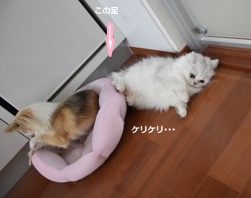 かみかみ7