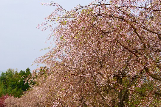 150416菰野町庁舎枝垂れ桜