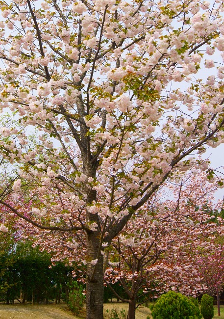 150416菰野町庁舎八重桜
