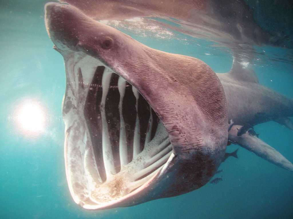 メガマウス 高知県室戸市の定置網に巨大なサメがかかった 時事ネタプレス