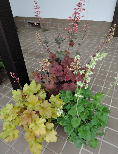 切り撮りlittle Garden 花も咲いて カラフルなヒューケラたち 切り撮りlittle Garden 花も咲いて カラフルなヒューケラたち