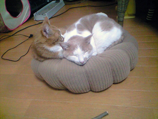 猫ベッドの最終形態