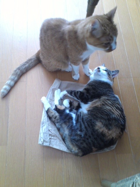 しつこく紙袋と猫