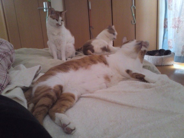 ベッドの三分の二は猫が占領