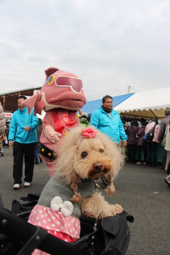 桜鯛祭り