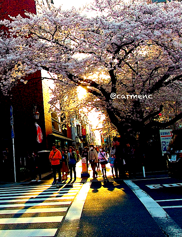 富士見通から桜と夕日影の横断歩道