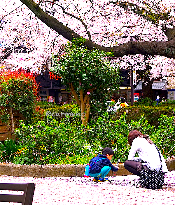 散る桜を携帯で撮る今時の男児