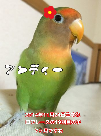 20150621213436a43.png